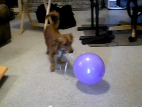 Zephyr and the balloon.AVI