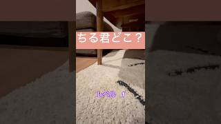 ちる君を探せ　#ハムスター #cute #follow #キンクマ #かわいい #さがせ #レベル1