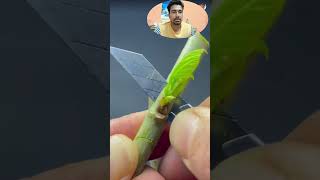 "🌿 The Right Way to Graft Plants | Easy Grafting Technique for Growing New Species | Step-by-Step