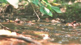 Lou Barlow - Moving (Album Audio Only)