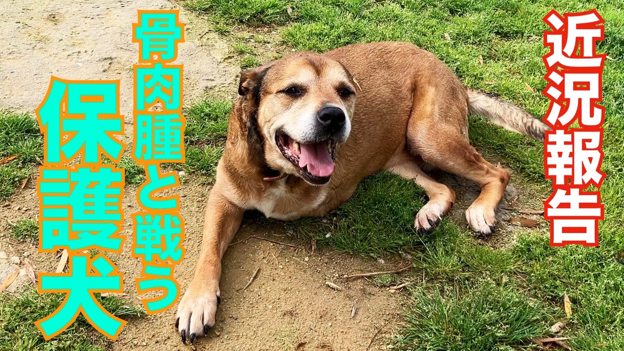 【片足が無くなった保護犬】リンちゃんの現在のご報告