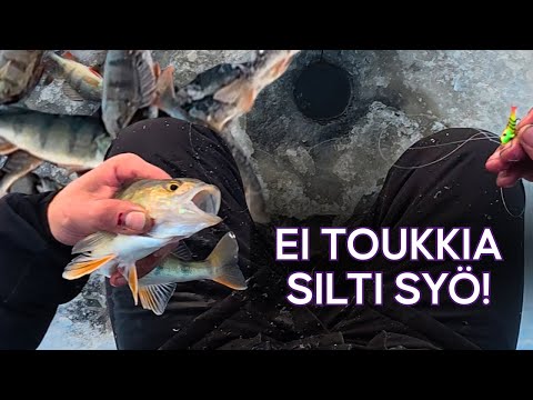 KAUSI AUKI - ENSIJÄIDEN AHVENPAIKAT - AHVENET LÖYTYVÄT LÄHELTÄ MANNERTA - EI TARVITTU TOUKKIA