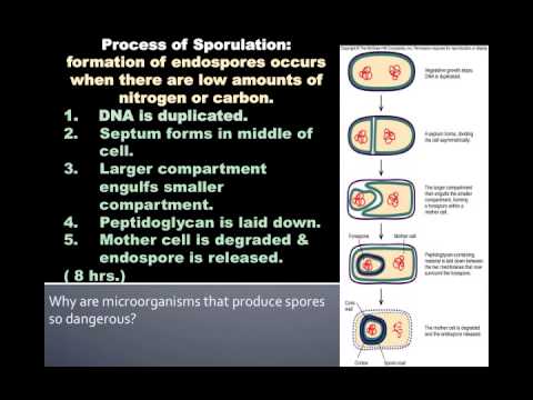 Internal Bacterial Cell Structures.mp4