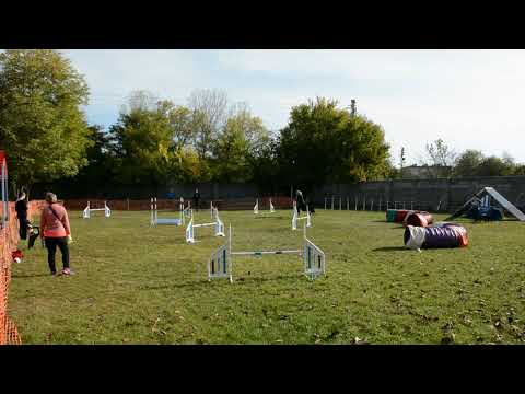 B.Fly Agility Team - Qtyuló Juniorok és Kezdők őszi versenye