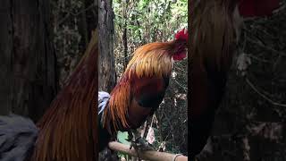 Download lagu Qaib dib ໄກ່ຕໍ່ 2023 mp3 Download lagu Qaib dib ໄກ່ຕໍ່ 2023 mp3