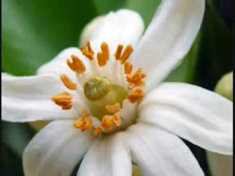 Bông bưởi hoa cau - Mộng Thi