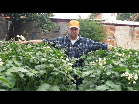 , title : 'PATATA. Καλλιέργεια και πότισμα πατάτας (agria) σε κήπο, τρεις εβδομάδες μετά.!! 26 may 2020'