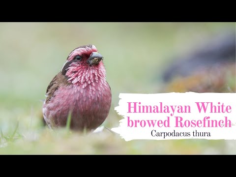 Červenák himalájsky (Carpodacus thura) — video o speve a chove