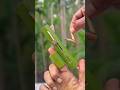 How To Make Wonderful Bamboo Crafts Toys Diy