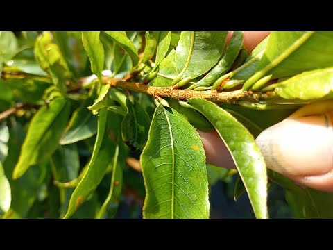 Tưới phân NPK tháng 9aL cho cây nui lại và cây chơi tết |Mai Vàng 9 Đém