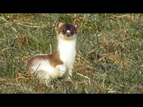 Hermelin vom Winter- zum Sommerkleid   -   Ermine - change of winter to summer fur
