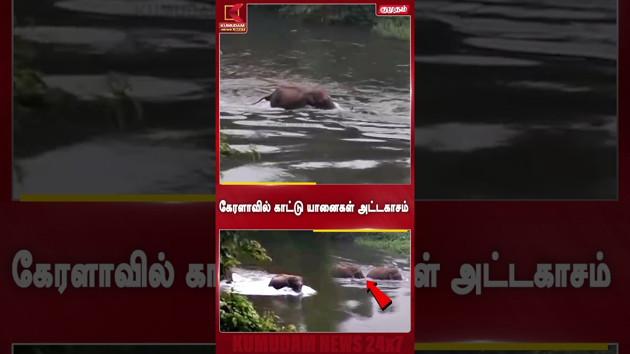 கேரளாவில் காட்டு யானைகள் அட்டகாசம்.. மக்கள் பீதியில்! | Kerala Elephants |TrendingNews| Kumudam News