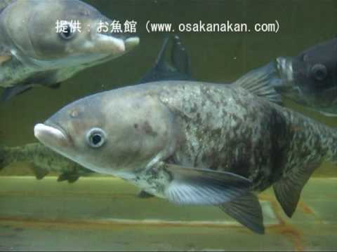 , title : '幼魚の「コクレン（Bighead carp）」学名：Aristichthys nobilis'