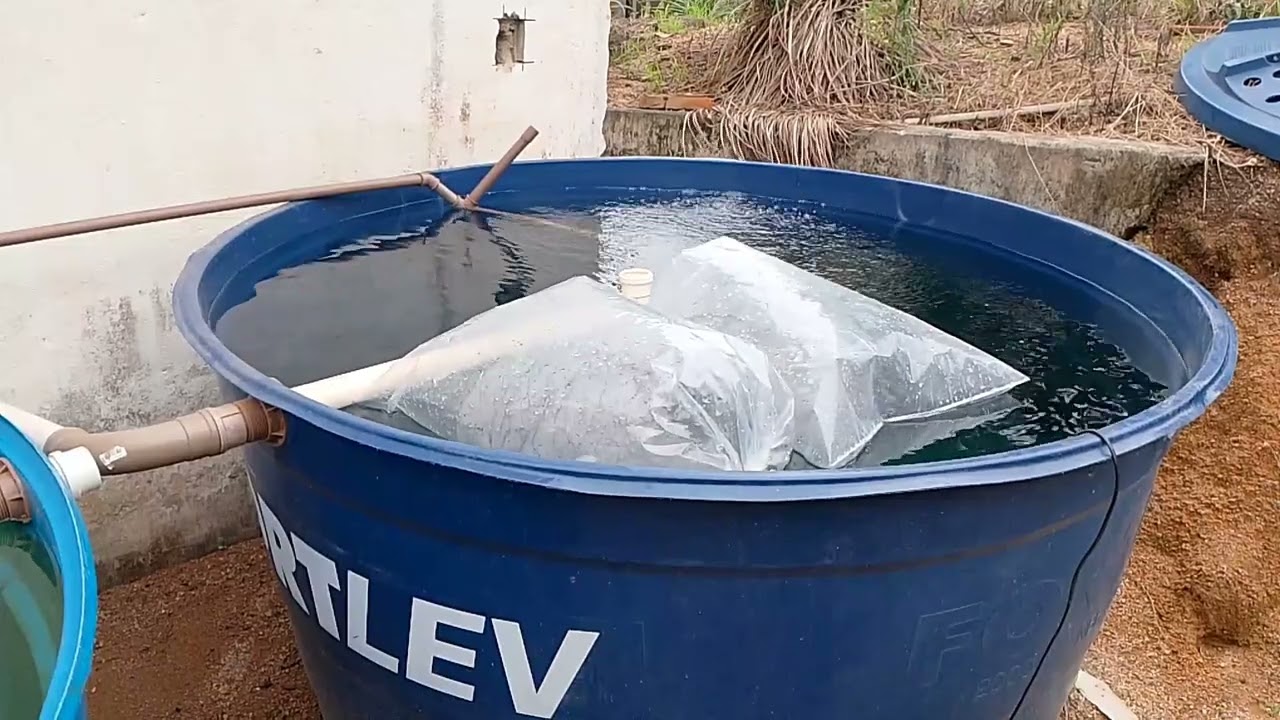 soltura de alevinos na caixa d'água