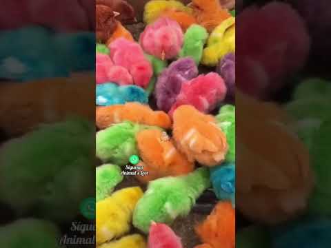 EL LADO OSCURO DE LOS POLLITOS PINTADOS | Documental Completo en YouTube.com/animalslove_original