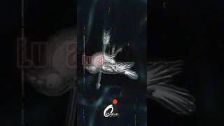 Download lagu iwan fals kesaksian story wa mp3