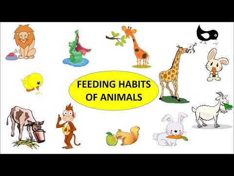 Animals: Feeding Habits Video Lecture | Study Science for Class 3 - Class 3  | Best Video for Class 3