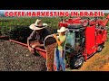 COFFEE FARM IN BRAZIL THE SECRET OF PRODUCING A UNIQUE TASTE COFFE HARVESTING MACHINE