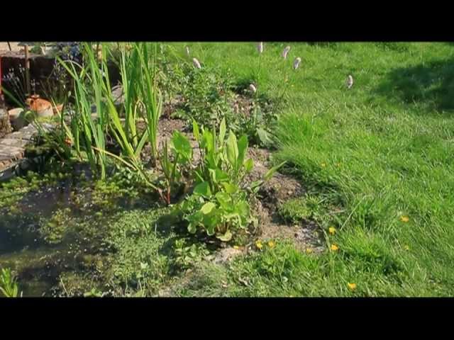 How to build a wildlife pond