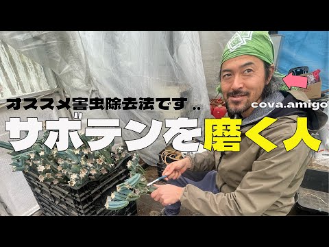 多肉植物コレクションに害虫が侵入するのを防ぐために、販売ショーでは健康なサボテンを選びましょう