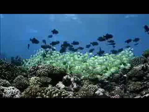 Coral Reef Diving in South Pacific