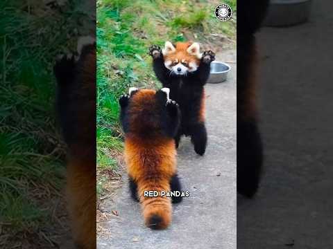 Red Panda 🐼 The Cutest Self-Defense Tactic!