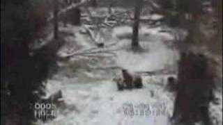 Tian Tian's Snow Day