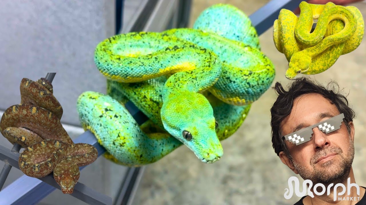 Buying The Right Designer Green Tree Python & MORE With Marcial Mendez