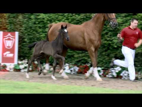 120 Fifty Shades Stute v. Finest - Dancier