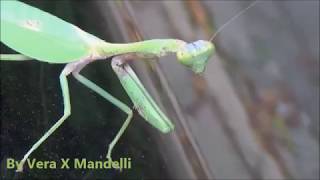 * LOUVA-A-DEUS * * PRAYING MANTIS *