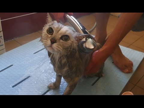 Leo takes a bath ♡ 1年ぶりのお風呂 (Leo takes a bath ♡ 1年ぶりのお風呂)