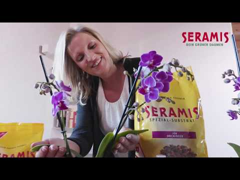 Transplanting Orchids (in German)