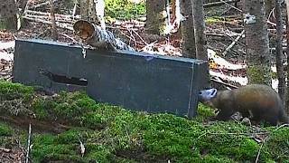 Wilderness Marten Trapline : Episode 23