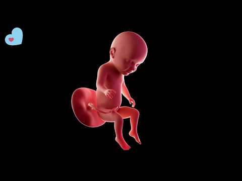 Graviditetsvecka 31 - barnmorskan berättar i denna film vad som händer när du är gravid i vecka 31