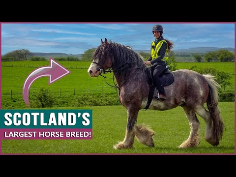 Riding the Clydesdale in Scotland