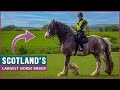 Riding The Clydesdale In Scotland