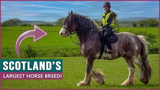 Riding the Clydesdale in Scotland