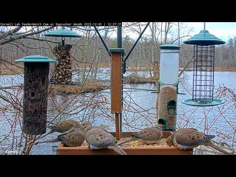Mourning Dove Takeover At Cornell FeederWatch Cam – Dec. 1, 2022