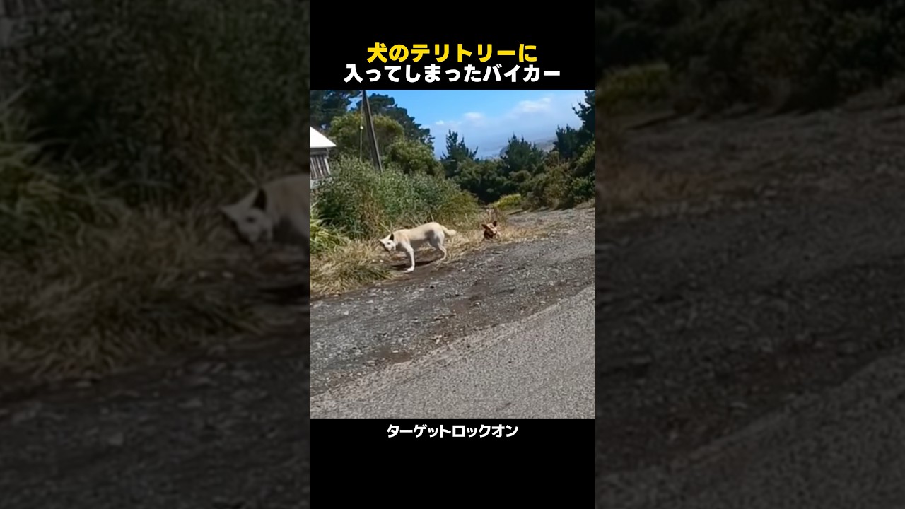 犬のテリトリーに迷い込んだバイカー🏍️