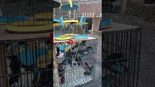 Download lagu burung emprit warna-warni #empritkaji #empritjawa #emprit mp3 Download lagu burung emprit warna-warni #empritkaji #empritjawa #emprit mp3