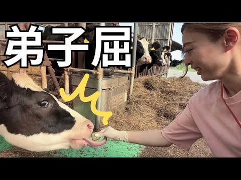 [Hokkaido] Si quieres sentir la naturaleza y entrar en contacto con las vacas en una granja, ¡tendrás problemas!
