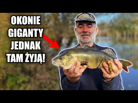 GIGANTYCZNE OKONIE ZE STAREJ CEGIELNI