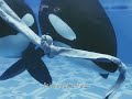 "This wasn't a vicious beast" | Tilikum