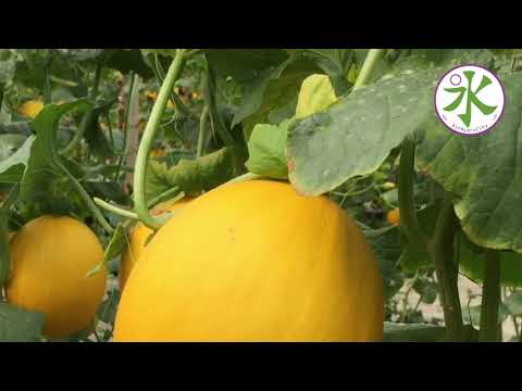 Harvesting Golden Melon by UYM Garden