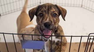 Calif. to make pet stores sell rescue animals