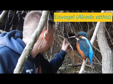 Kleines Waldlexikon (14) - Höhle des Eisvogels (Alcedo atthis)
