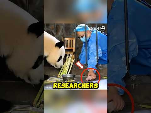 This is how a panda treats a cub that is not its own