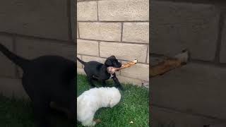 Pepper Does Not Want to Share Her Bones and Chews