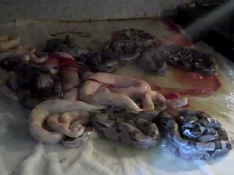 YouTube Video 56hWDvbEfIw