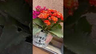 Outdoor plants in pots | summer outdoor flowers | Garden #shorts #garden #outdoorplants